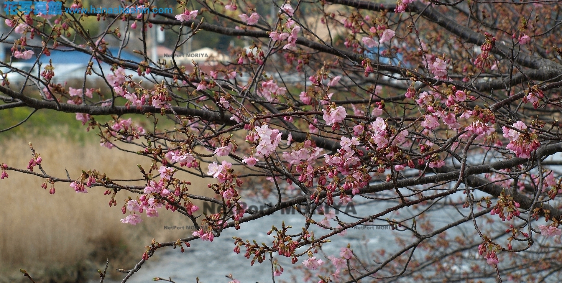 サクラ　カワヅザクラ　sakura-kawaduzakura13022103kawadu