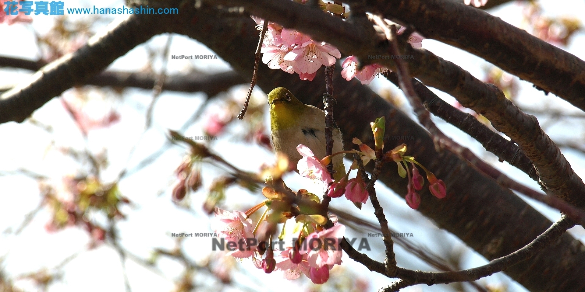 サクラ　カワヅザクラ　sakura-kawaduzakura13022112kawadu