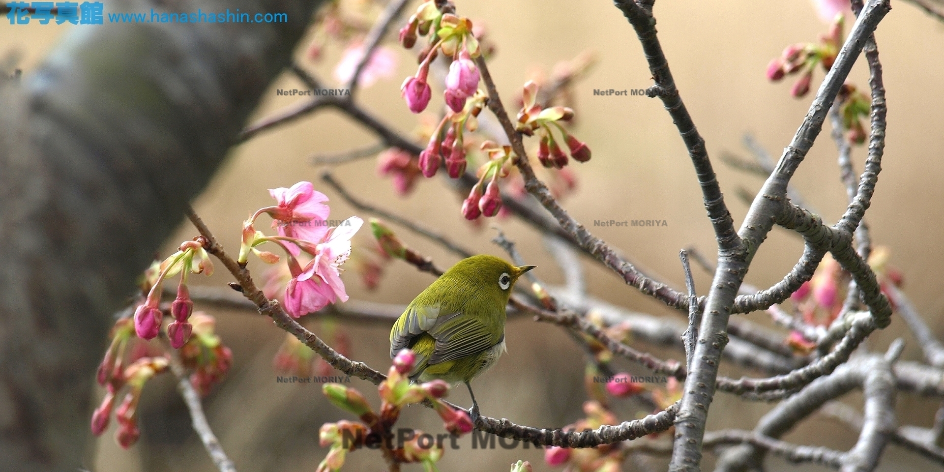 サクラ　カワヅザクラ　sakura-kawaduzakura13022113kawadu