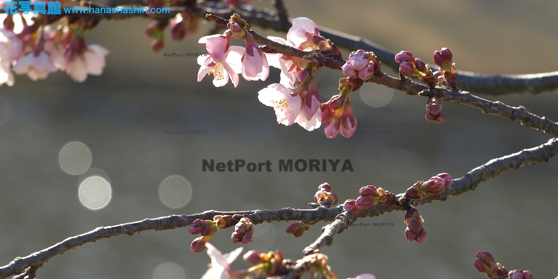 サクラ　カワヅザクラ　sakura-kawaduzakura14032201mikamo