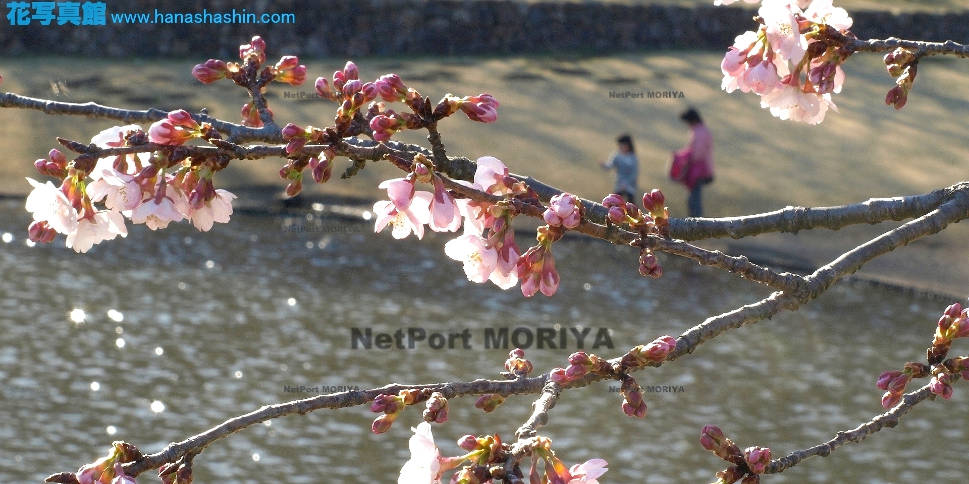 サクラ　カワヅザクラ　sakura-kawaduzakura14032202mikamo