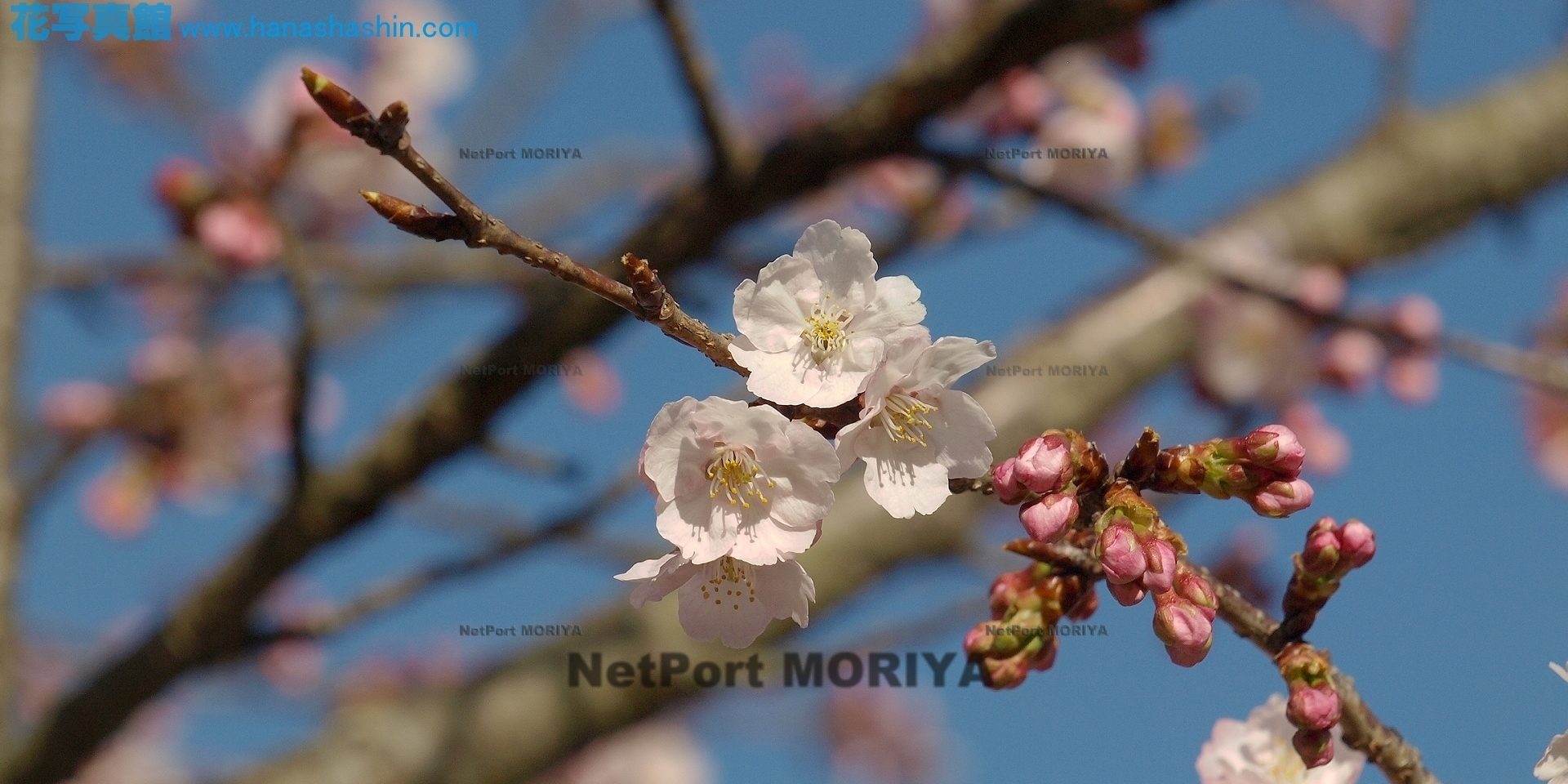 サクラ　カワヅザクラ　sakura-kawaduzakura14032206mikamo