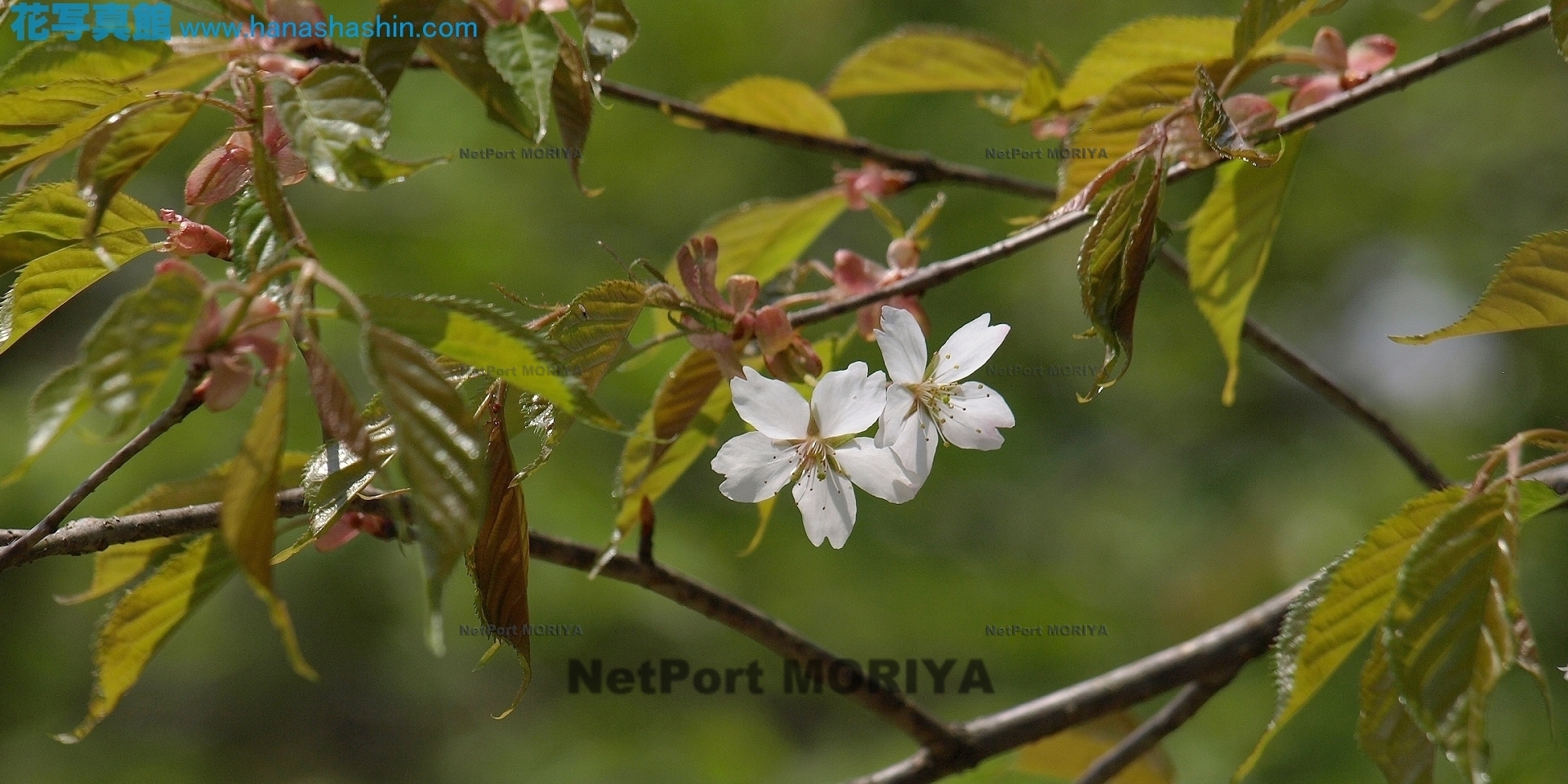 サクラ　キリフリザクラ　sakura-kirihurizakura13050501nikkou