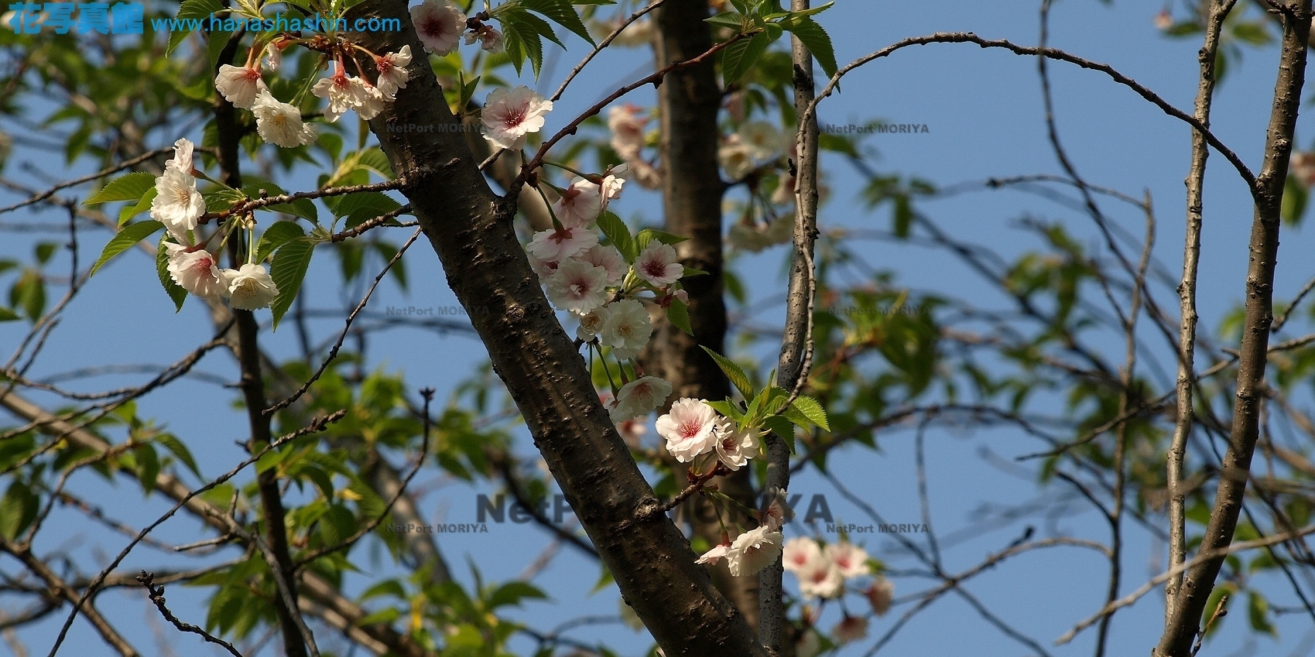 サクラ　コブクザクラ　sakura-kobukuzakura08040600hyakkaen