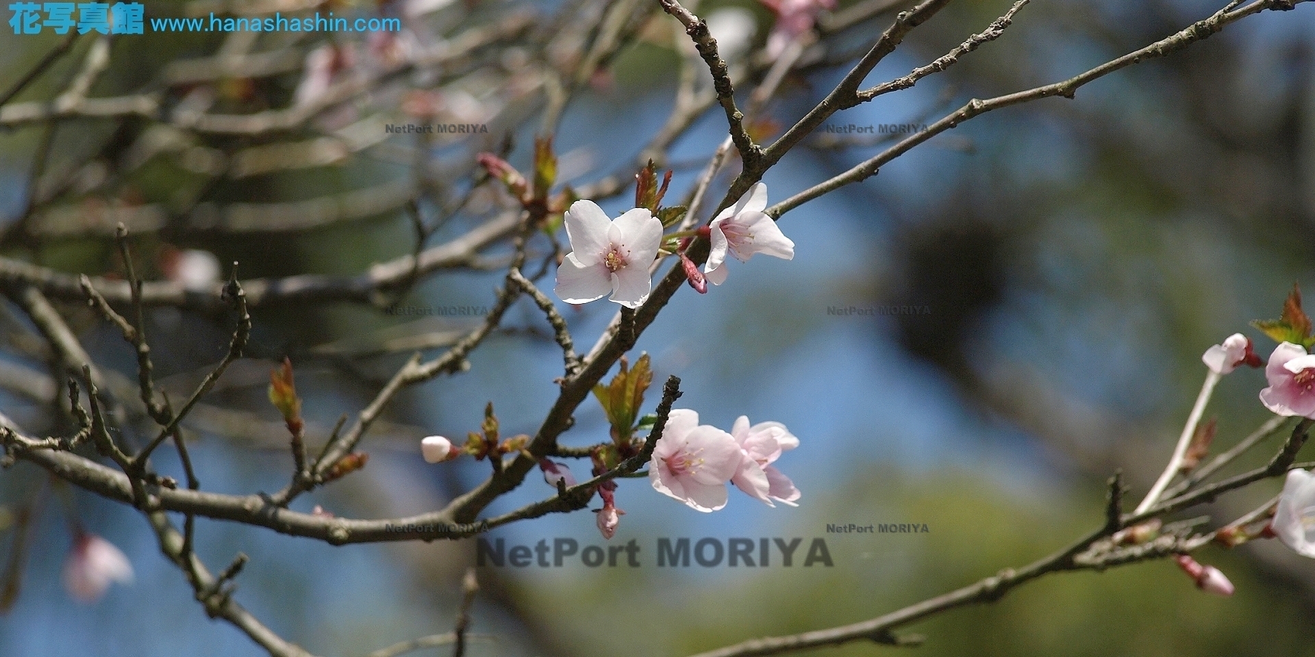 サクラ　マメザクラ　sakura-mamezakura09040900handayama