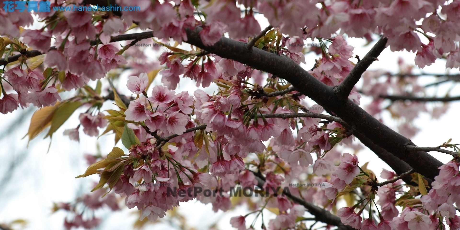 サクラ　オオカンザクラ　sakura-ookanzakura08032300kiba