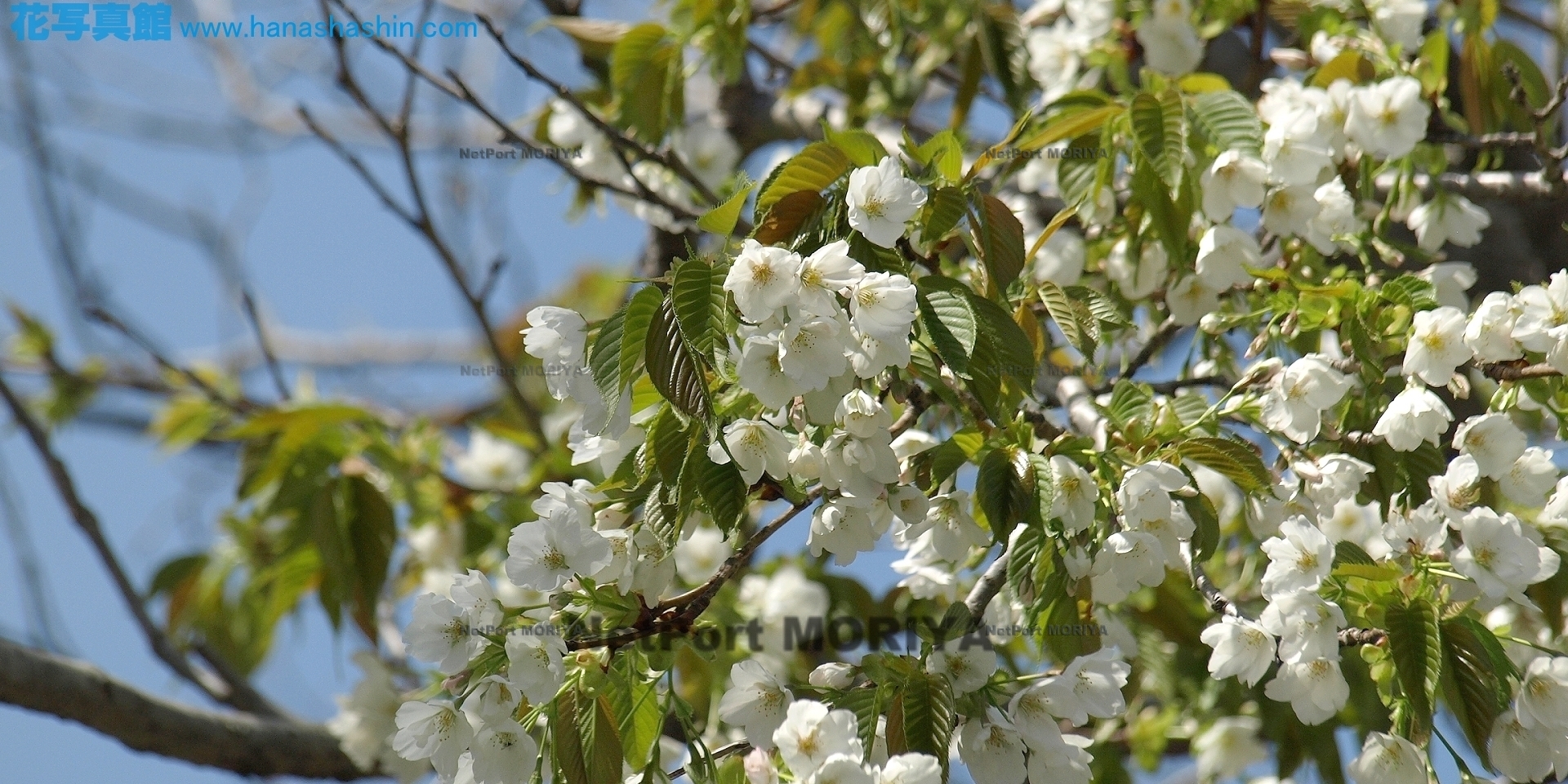 sakura-oosimazakura13040403tukuba