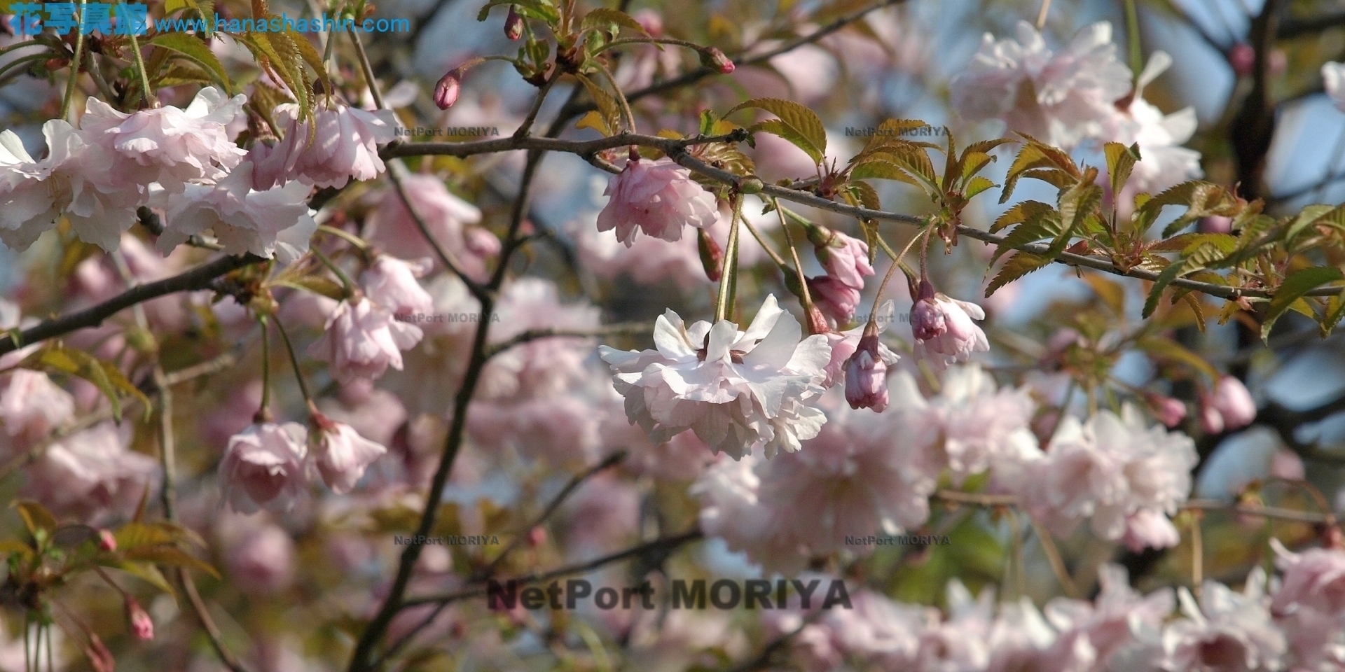 sakura-osidorizakura-08040601-hyakkaen