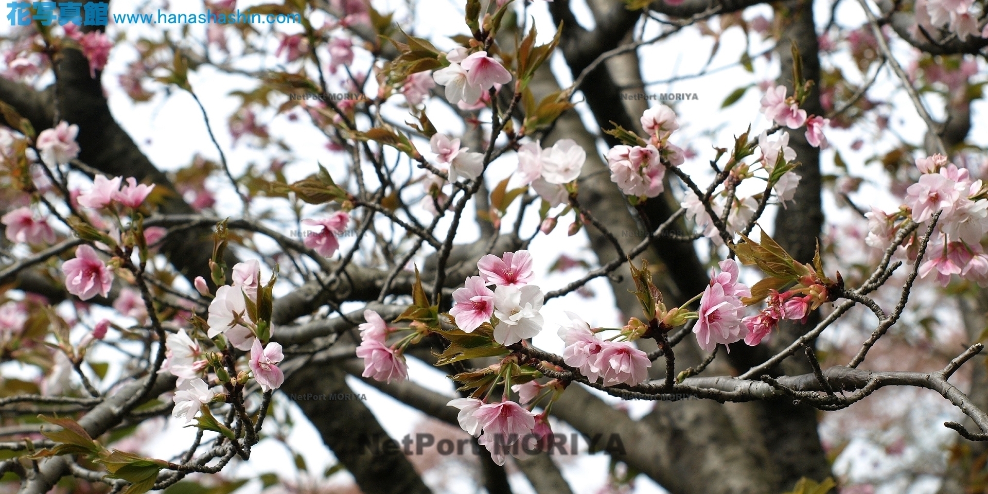 sakura-sasabezakura-14041300-jindai