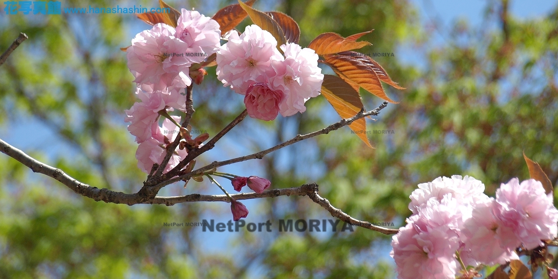 sakura-satozakura-hugenzou-13041200-tukuba