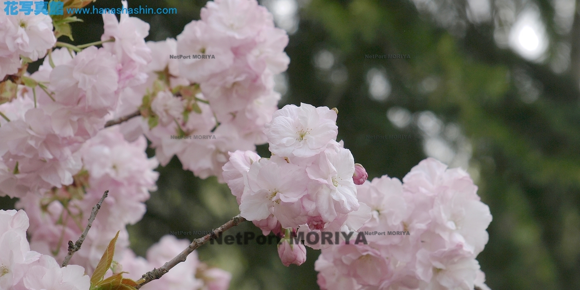 sakura-satozakura-hukurokuju-14041301-jindai