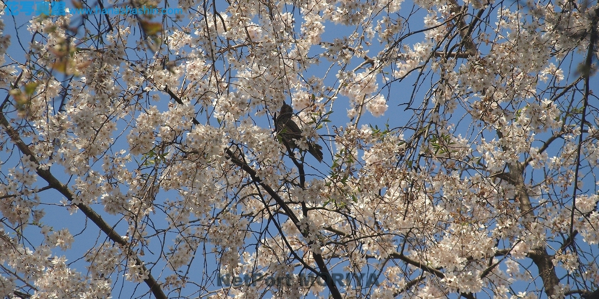 sakura-sidarezakura-09032900-koisikawa