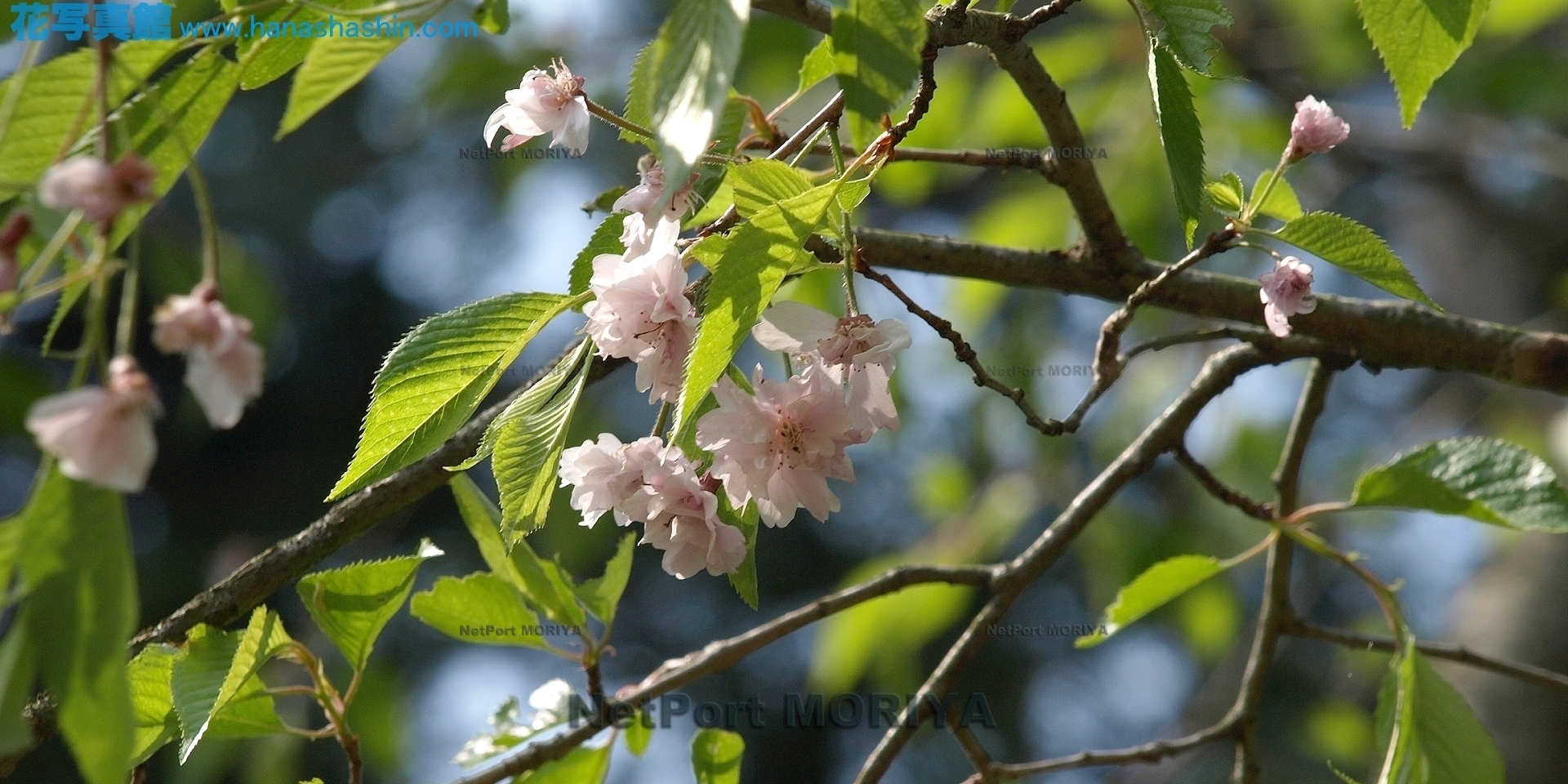 sakura-sidarezakura-yaebenisidare-08042300-tukuba