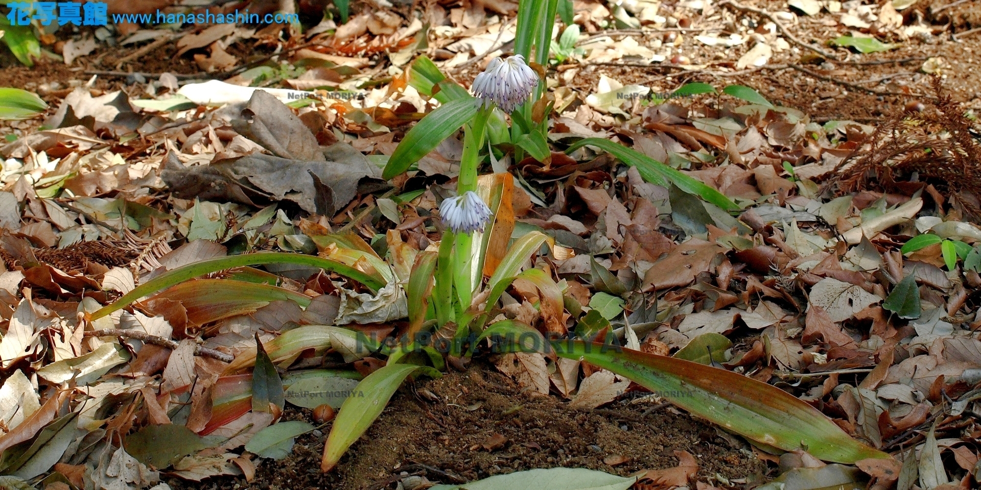 ショウジョウバカマ Apr.01筑波実験植物園